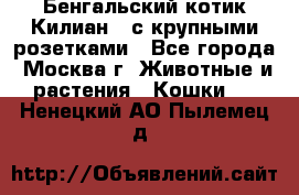 Бенгальский котик Килиан , с крупными розетками - Все города, Москва г. Животные и растения » Кошки   . Ненецкий АО,Пылемец д.